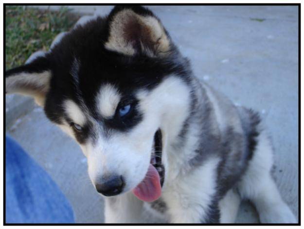 Mila - Husky Sibérien (6 mois)