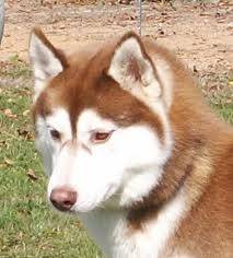 husky - Husky Sibérien (1 an)