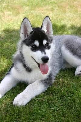 husky - Husky Sibérien Mâle (3 ans)