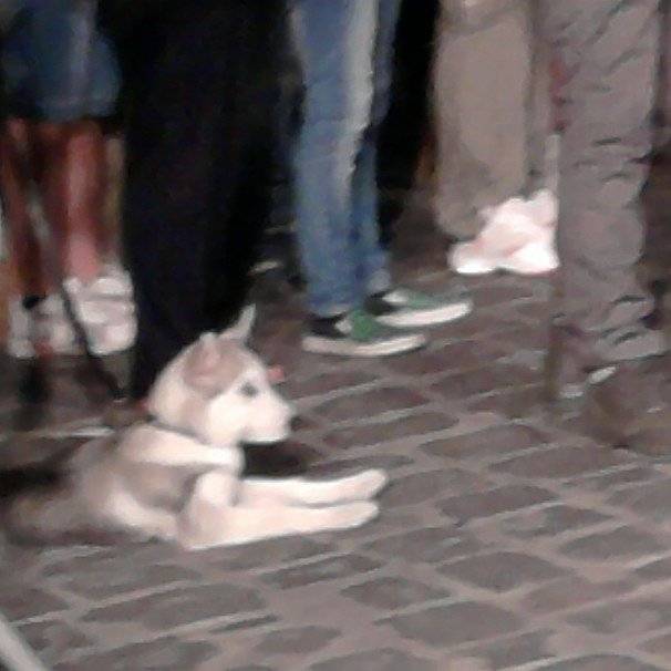 Cane di una mostra canina - Husky Sibérien