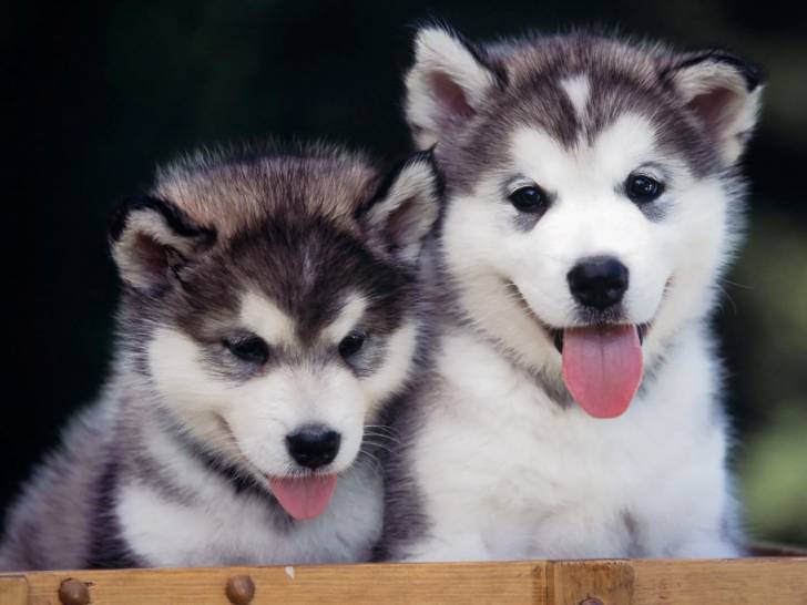 doudou et tania - Husky Sibérien (3 mois)