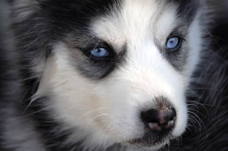husky - Husky Sibérien (1 an)