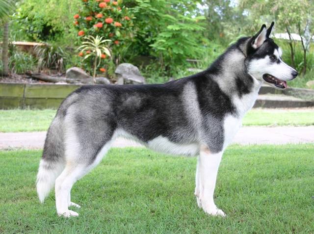 fifi - Husky Sibérien Mâle (7 ans)
