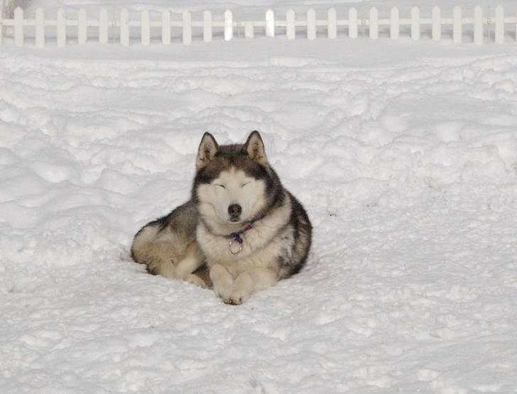 lucyfer - Husky Sibérien Mâle (15 ans)