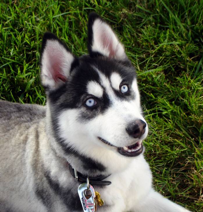 seb - Husky Sibérien Mâle (3 ans)