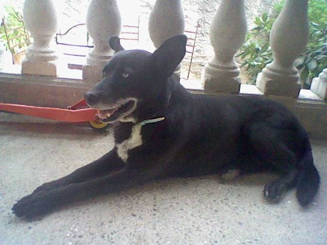 Meyka - Husky Sibérien