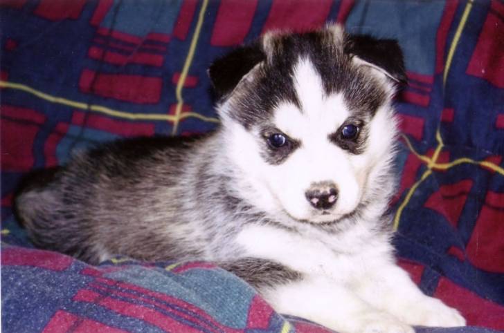 kiara - Husky Sibérien (3 mois)