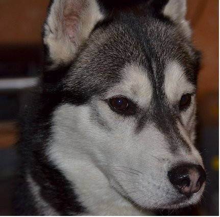 drako - Husky Sibérien Mâle (5 ans)