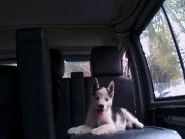 nalha - Husky Sibérien (3 mois)