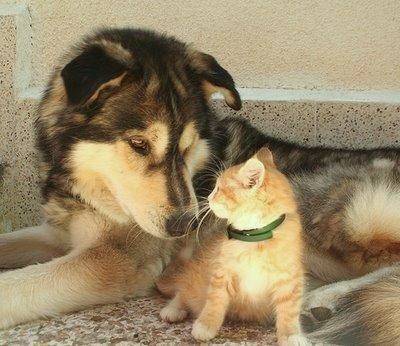 looka - Husky Sibérien (10 ans)