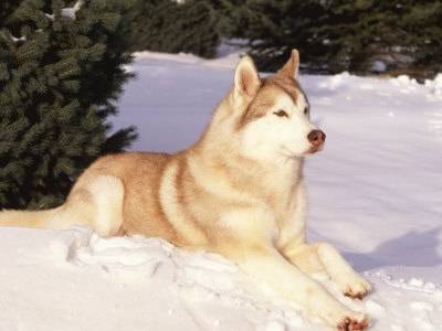 Luna - Husky Sibérien (4 ans)
