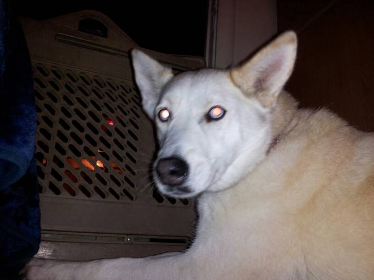 Gaiya - Husky Sibérien (4 ans)