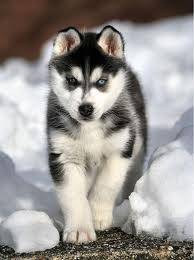 Shakira - Husky Sibérien (1 mois)