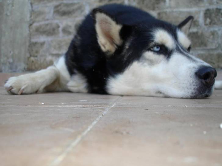 Lu - Husky Sibérien (11 ans)