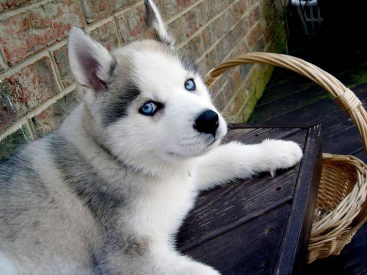 GLAZEON - Husky Sibérien Mâle (2 mois)