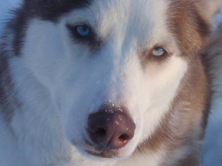 Aska - Husky Sibérien (3 ans)