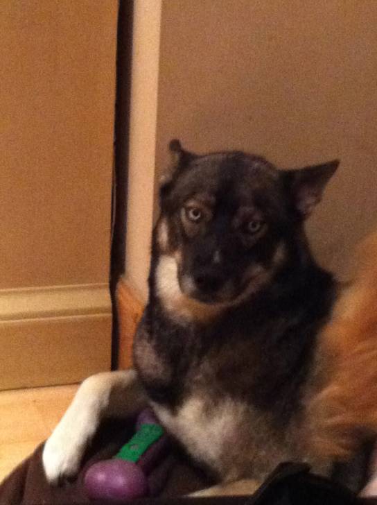 Marley - Husky Sibérien Mâle (1 an)
