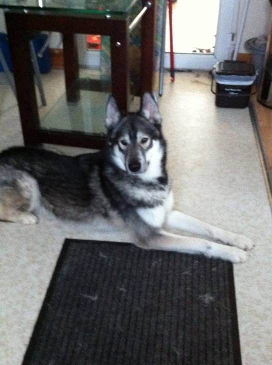 Luka - Husky Sibérien Mâle (1 an)
