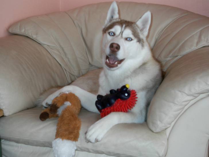 erka - Husky Sibérien (1 an)