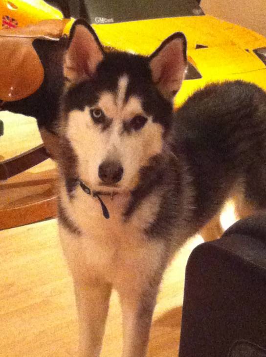 Blue - Husky Sibérien Mâle (1 an)