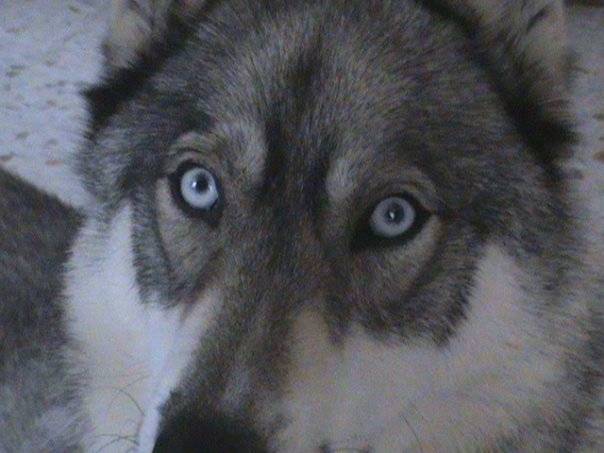 anook - Husky Sibérien Mâle (7 ans)