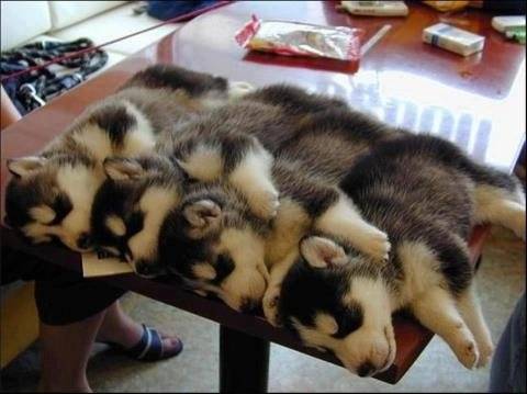 chien - Husky Sibérien Mâle (6 mois)