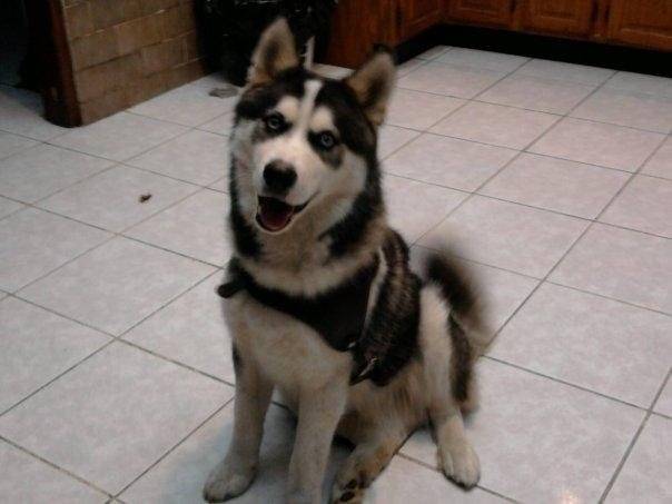 Jacob - Husky Sibérien Mâle (3 ans)