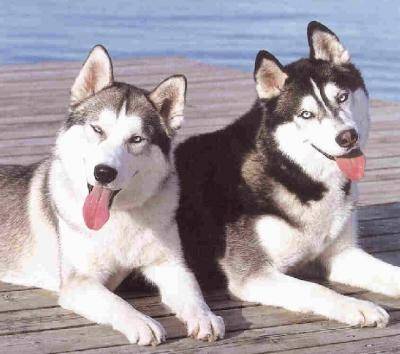 Jacob y Billy - Husky Sibérien Mâle