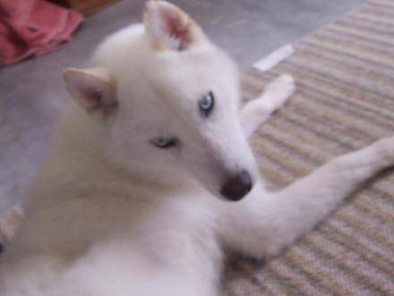 Any - Husky Sibérien (2 ans)