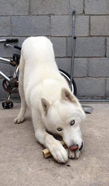 Any - Husky Sibérien (1 an)