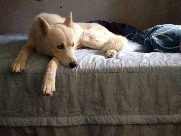 Any - Husky Sibérien (1 an)