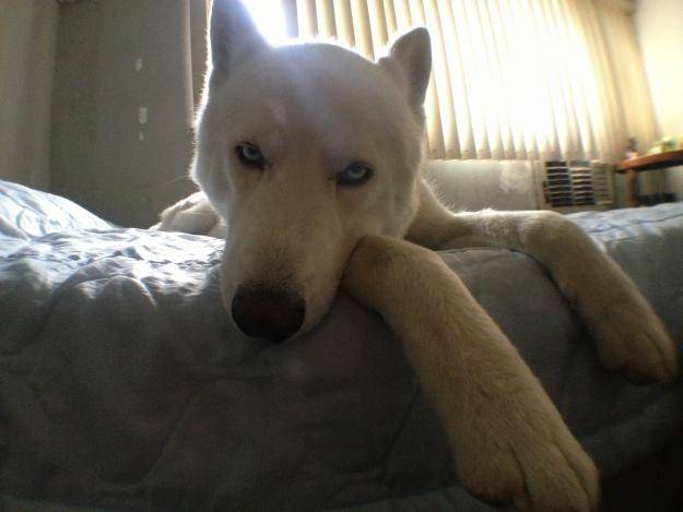 Any - Husky Sibérien (1 an)