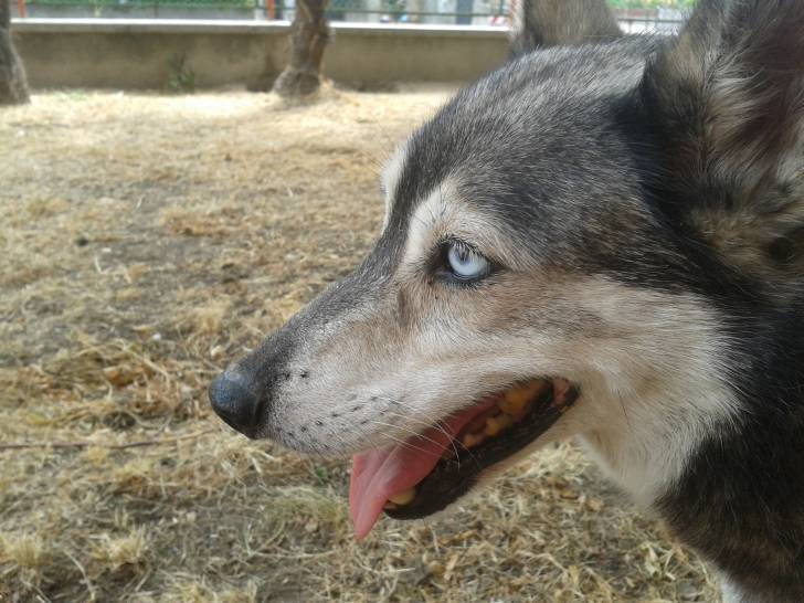 Kira - Husky Sibérien (12 ans)