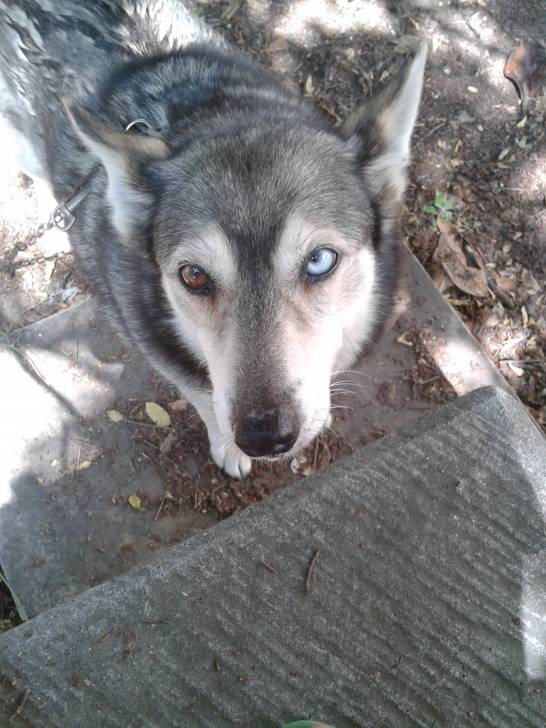 Kira - Husky Sibérien (12 ans)