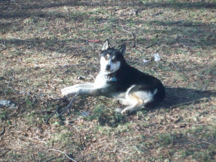 moody - Husky Sibérien Mâle (3 ans)