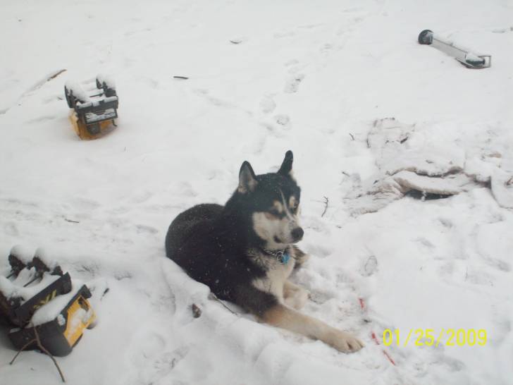 Moody - Husky Sibérien Mâle (3 ans)