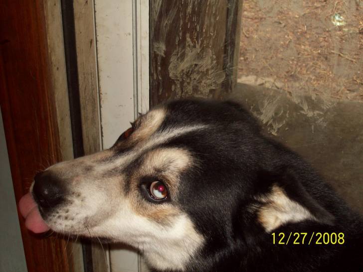 Moody - Husky Sibérien Mâle (4 ans)