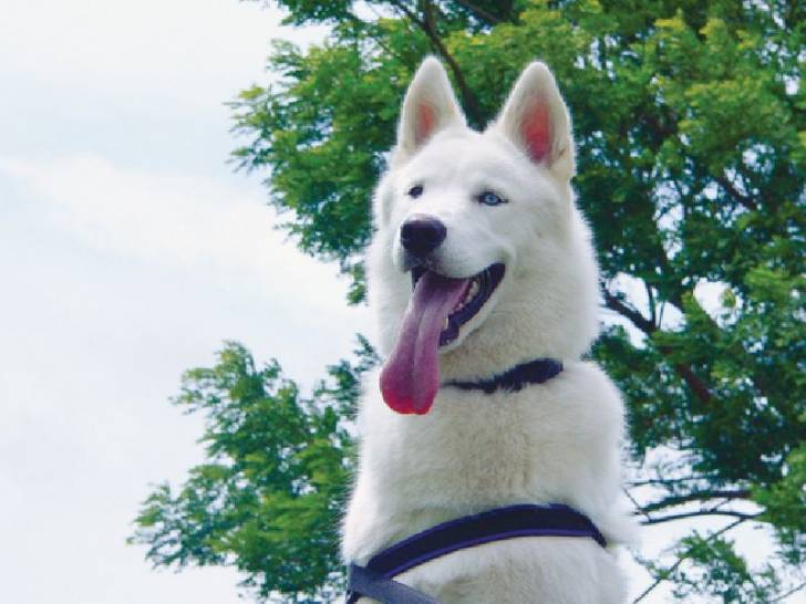 blak - Husky Sibérien Mâle