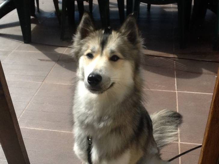 Haska - Husky Sibérien (1 an)