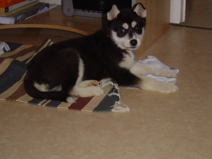 Hyndra - Husky Sibérien (2 mois)