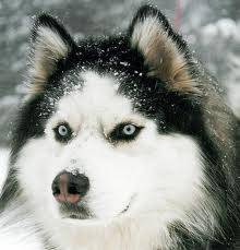 husky - Husky Sibérien (5 mois)