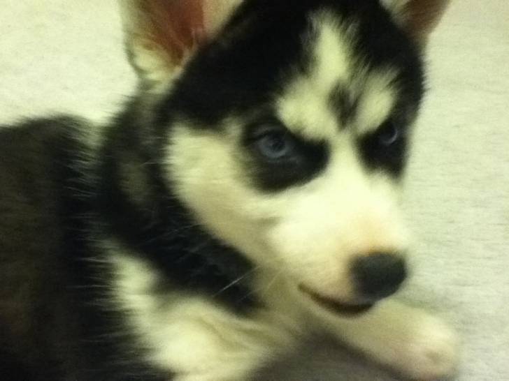 Angel - Husky Sibérien (2 mois)