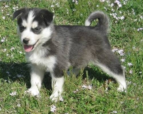 Rockie - Husky Sibérien Mâle