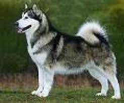yasta - Husky Sibérien (6 ans)
