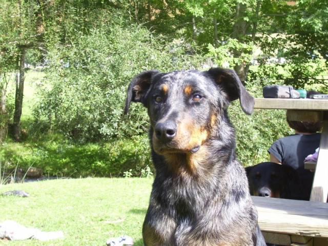 pico - Husky Sibérien Mâle (10 mois)