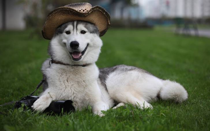 snow - Husky Sibérien Mâle (3 ans)
