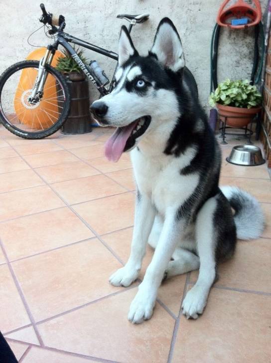 wishy - Husky Sibérien Mâle (1 an)