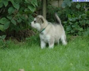 Mia - Husky Sibérien (1 mois)