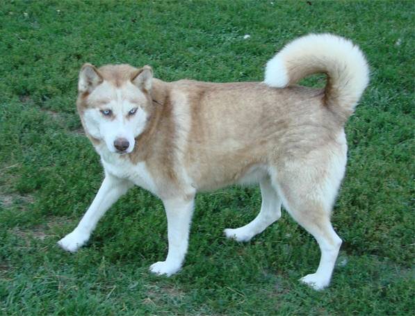 Crawford - Husky Sibérien