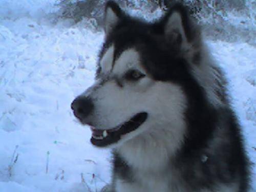 bouboule - Husky Sibérien (6 mois)